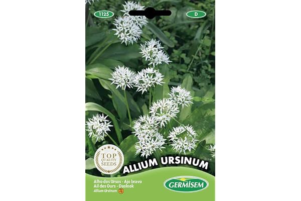 Germisem graines Ail des Ours ALLIUM URSINUM