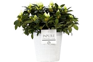 HAPPY PLANTING UK White Azalea Rhododendron Real Indoor Houseplant with Pot for Office Home Bedroom Kitchen Living Room Clean Air