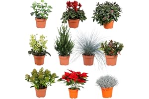 BLUME IDEAL Lot de 4 | Surprise de plantes d'hiver pour l'extérieur | +/- 25-50cm | ø 12-15cm pot | Qualité d'un expert en plantes | Envoi rapide de plantes