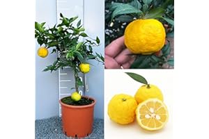SAVINI VIVAI L'ARTE DI FARE NATURA SAVINI VIVAI Plante d'agrumes Yuzu en pot de 20 cm hauteur 70 cm 2-3 ans de greffage, fabriqué en Italie