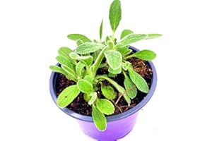 Florapartner Griechischer Bergtee Pflanze Sideritis scardica 12 cm Topf