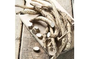 Horseradish Plants. 'Vitara'. Spicy Root Vegetable to go with Roast Beef! Hardy Perennial. 2L Plant. Available from Bedwen Plants