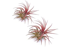 PLANDAIRE - Plante Aérienne Rouge Ionantha Vraies - Fille de l'Air Plante Tillandsia Ionantha Couleur Rouge Intense - Air Plante Interieur Naturelle Vivante - Plante Sans Terre - Usine d'Air (2)