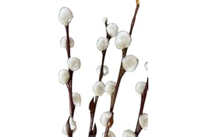 Airboom Bund echte frische Weidenkätzchenzweige natürliche Palmkätzchen 70cm Salix Hochzeitsdeko Osterdeko Frühlingsstrauß (10 Zweige)