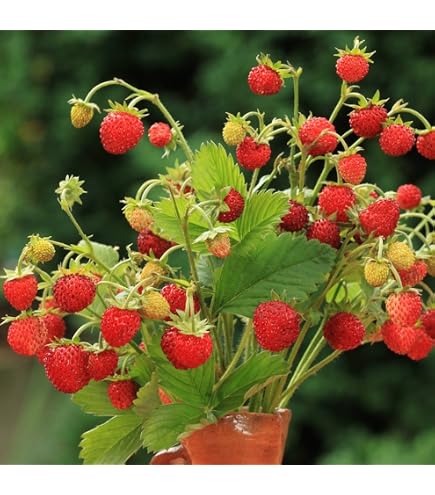 Fresas amarillas - fresa amarilla muy dulce - fragaria 1000 semillas- - seeds - México