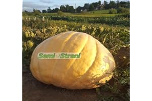 SEMI STRANI 03 Semillas de CALABAZA GIGANTE ATLANTIC GIANT la mas GRANDE AL MUNDO con Genética de Competición + Guía de Cultivo
