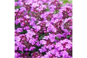 NEWLANDS Lemon Creeping Thyme Plug Plants, Low Growing Thyme 6 Plants per Pack Fantastic Herbs for Cooking of stews, roasts, soups etc.