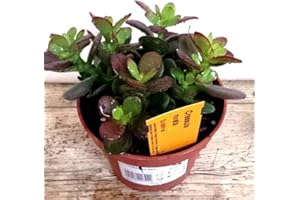 FLORES FRESCAS ONLINE Planta de Jade Crassula Ovata PORTES GRATIS