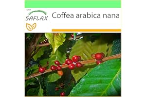 SAFLAX - Caféier d'Arabie - 8 graines - Coffea arabica nana