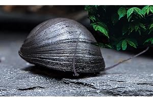 TEICH SCHNECKEN & MUSCHELN Garnelio - Anthrazit-Napfschnecke / Stahlhelmschnecke - Algenkiller Nr. 1 - 6er Gruppe