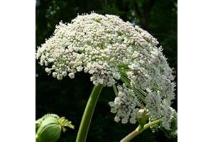 TU PROPIO JARDÍN 60 Semillas de Angélica, hierba del Espíritu Santo (Angelica archangelica)