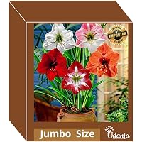 Live Green Amaryllis Jumbo Imported Big Size Excellent Quality pack of 2 By Udanta® Seeds