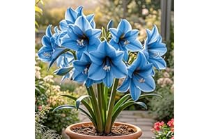 IOUPLIUKDF/Bulbos de amaryllis, amaryllis perennes, decoración de interior y exterior, bulbos de amaryllis seleccionados, colores mixtos raros-2bulbo-J