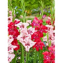 Bulbes Glaïeul MY LOVE - Lot De 10, Calibre 8/10, Fleurs Blanches Zébrées De Rose, Hauteur Jusqu'à 150 Cm, Plantation Printemps/automne - 10