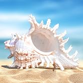 Vegena Large Natural Shells, Large Natural Sea Shells, Large Decorative Shells, Aquarium Shells, Wedding Decor and Home Decor