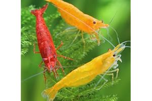 GARNELEN Fuoco gamberetti Mix – neoc ARI Dina Davidi – 6ST. /2 X Yellow Fire gamberetti + 2 X Red Fire gamberetti + 2 X Orange Fire gamberetti