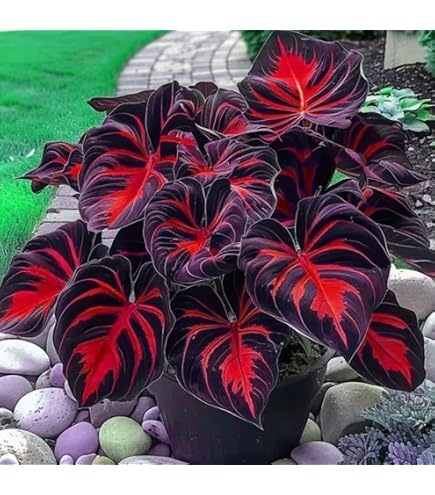 Elefantenohr Zwiebeln, Hydrokultur,Winterhart  MehrjHrig,Makrophytenwinterharte Pflanzen, Elefantenohr Pflanze  Winterhart MehrjHrig,Taro,Elefantenohr Knolle-3zwiebeln-A : Amazon.de:  Garten