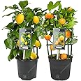 GardenersDream Lemon and Orange Tree Collection - Live Citrus Trees for Home - Duo Indoor Fruit Plants for Home, Office and Conservatory - Grow Your Own Fruit - House Plants (20-25 cm)