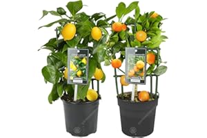 Combo Citronnier et Oranger Agrumes Frais d’intérieur en pot 12 cm