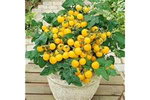 TROPICAL PLANTS UK BRITISH GROWERS 3 x Cherry Tomato Plants – Fresh Vine Tomatoes | Outdoor Garden Ready Plants in 10.5cm Pots | Greenhouse or Patio Growing | 15-30cm Tall (F1 Balconi Yellow)