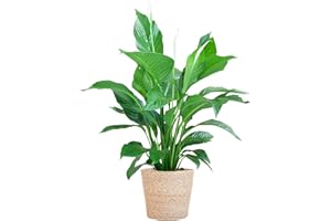 BloomPost Spathiphyllum - Panier de 65 à 75 cm et plus - Plante d'intérieur - Facile à entretenir - Facile à cultiver - Plante de bureau à domicile - Pot inclus