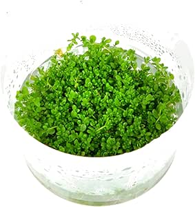 Tropica Hemianthus Callitrichoides 1 2 Grow Tissue Culture In Vitro Live Aquarium Plant Shrimp Safe Snail Free Amazon Co Uk Pet Supplies