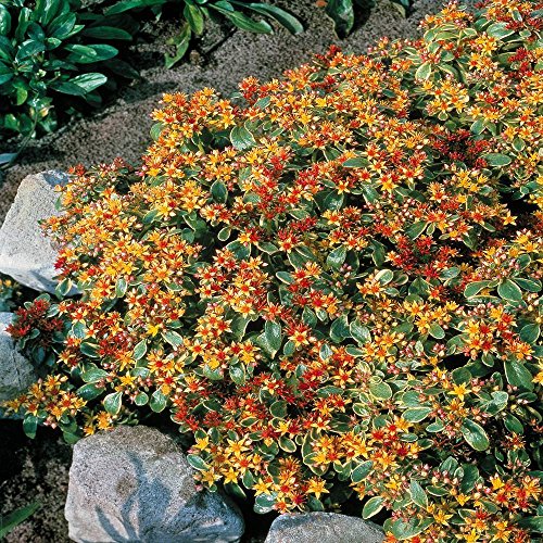 Fetthenne (kamtschaticum) Stonecrop - 3 pflanzen