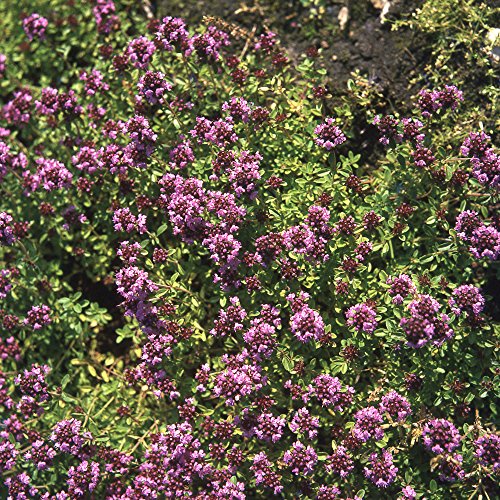 Garten-Schlüter Rosa Thymian – Wilder Feldthymian – 5 Stück - 3