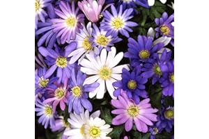 GARDENERSDREAM Anemone BLANDA Mixed Winter Windflower Spring Flowering Garden Bulbs (50)
