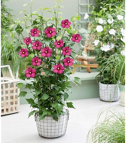 Hibiscus Blumenzwiebeln - Wunderschöne Blüten Ganzjährig!