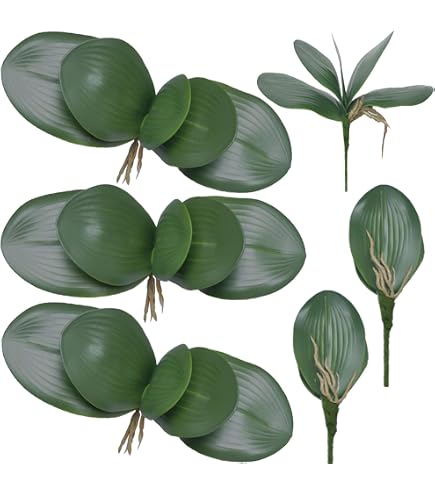 Le foglie delle Orchidee - Phalaenopsis - orchidee - Come curare le