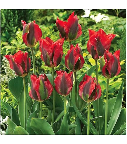Bulbos De Tulipán Apeldoorn – Pack De 5, Floración Primaveral, Fácil Cultivo, Mascarell