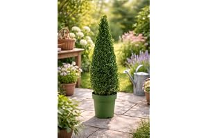 Buxus i kruka 80–90 cm – buxus kon/pyramid – vintergrön växt för trädgård, terrass och balkong – lättskött, vinterhård, snygg