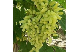 BAHELS Tafeltraube Weintrauben kernlos, Lebende Pflanzen,Natürlich, Weinreben winterhart,Tafel-Trauben,Vielfalt,Winterhartes,Vitis vinifera,Traubenwurzel Pflanze,Weinreben-1 Weinreben pflanzen-E