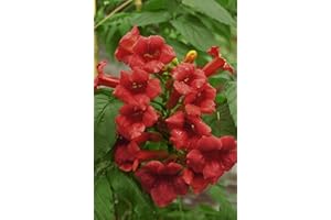 CLEMATITE.NET Bignone Stromboli C 3 Litres