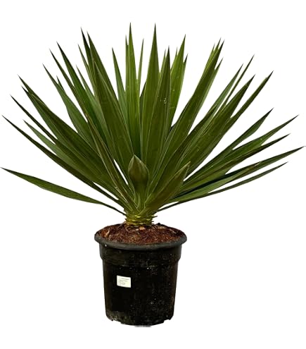 Yucca gloriosa Variegata - Gelbbunte Kerzen-Palmlilie - 40-60cm :  Amazon.de: Garten
