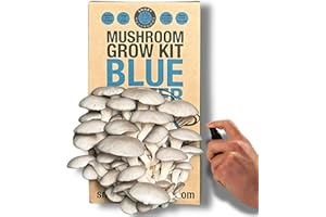 Smart Mushrooms Growing kit Blue Oyster XL - Harvest in 14 days - Growth Guaranteed - Ideal Mushroom Gifts Foodie/Gardening Fun, Easy & Delicious | Grow Your Own Oyster Mushrooms