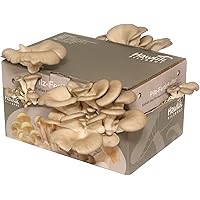 Hawlik Pilzbrut - große XXL Austernpilzkultur Zuchtset - Pilzkultur zum selber züchten - kinderleicht frische Pilze…