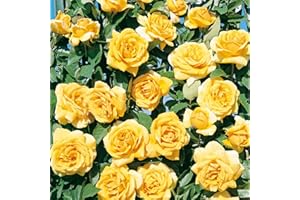 Clg Landora®, rosa rampicante in vaso di Rose Barni®, pianta di rosa rampicante rifiorente grandi fiori, altezza fino a 5 metri, rifiorente con fiori giallo intenso mediamente profumati, cod. 16040.
