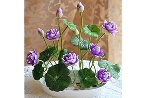 BENOON 10 ciotole con semi di loto piante bonsai per casa, giardino, piante idroponiche, decorazione per fiori, viola, 10 pezzi, per donne, uomini, bambini, principianti, giardinieri