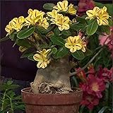 Ornamentale,Adenium Obesum Bulbi,Fiore Da Giardino,Pianta Rara,Bulbo Di Rosa Del Deserto,Esotico,Sorpresa,Naturale-1 Bulbo-C