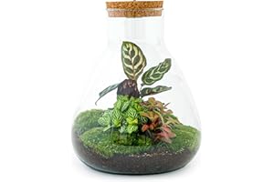 URBANJNGL Terrario de Plantas • Sam Calathea Met Lamp • Planta de ecosistema • ↑30 cm • Jardín de Botellas • Paquete de Bricolaje - Conjunto de terrario Completo