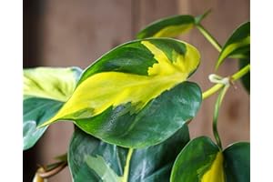C.B. PLANTS Variegated Philodendron SCANDENS Brasil Trailing Indoor House or Office Plant | Shade Tolerant