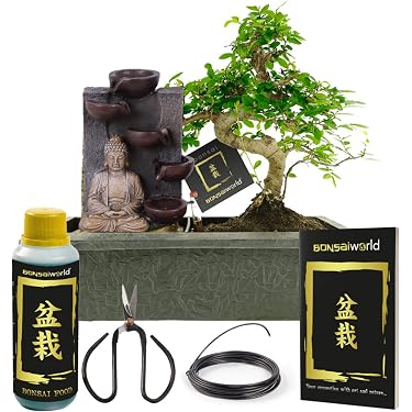 bonsai im glas kaufen DIY Flaschengarten Dome XL (28cm): Bonsai Mini-kosystem  GrnGeist