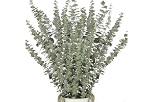 ‎ONING Oning 16 Stück Trockenblumen Eukalyptus Pflanze 100% Natürliche Getrocknet Eukalyptus Echte Eukalyptuszweige für Dusche,17" frische Eukalyptusblätter für Hochzeit Dekoration, Zimmer, Balkon deko