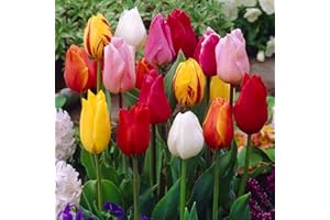 CSL SUNRISE GMBH 100x gemischte Papagai Tulpenzwiebeln Frische Zwiebeln mit höchster Keimrate