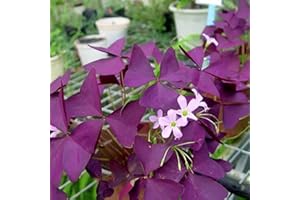 Haloppe 100 Stücke Shamrock Blumen Pflanzen Samen für Hausgarten Pflanzen, Shamrock Samen Lila Klee Bonsai Sämlinge für Garten Samen