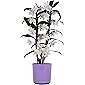 Orchidee – Bambus Orchidee in violettem Übertopf als Set – Höhe: 50 cm, 2 Triebe, weiß-lila Blüten