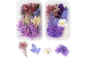 GEFIRE 2 Piezas Flores Secas Naturales, Flores Secas Manualidades Flores Preservadas Naturales Flores Secas Decorativas para DIY Decoración Tarjetas Álbum Recorte Velas Manualidades(Morado)
