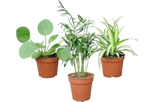 Babypflanzen Trio Tierfreundlich | 3 pflegeleichte Zimmerpflanzen | Ungiftige Pflanzen für Tiere & Kinder | frisch aus der Gärtnerei | Im 8–9 cm Topf | Geschenkidee | Green Me Up